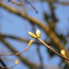 Spring has arrived in Cornwall