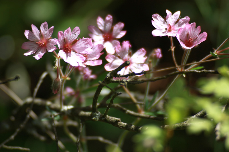 Spring has come