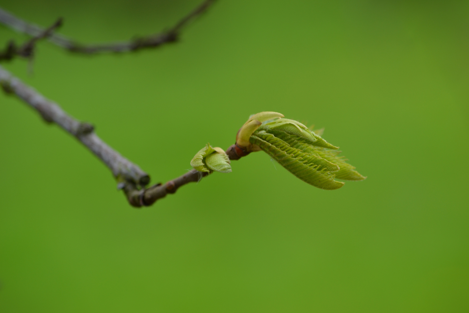 Spring has Sprung