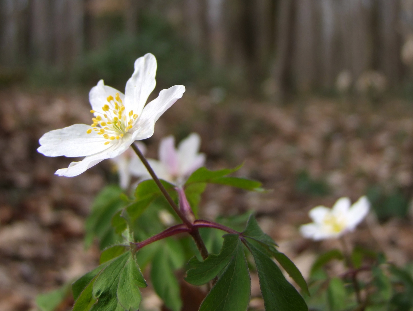 Spring has sprung