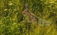 Spring Hasi - so dass die Flucht gelingt