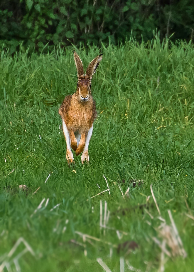 "Spring .... Hasi ..... spring"