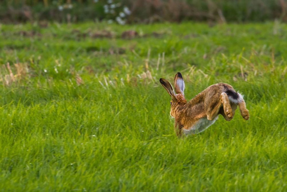 Spring .. Hasi ..... spring