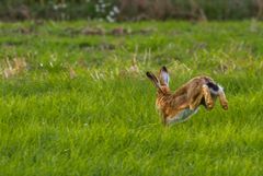 Spring .. Hasi ..... spring