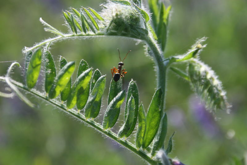 Spring ich ...