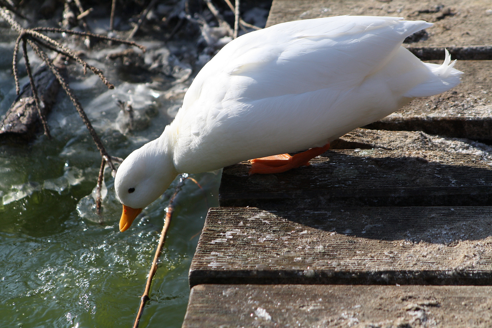 Spring ich rein ??? (1)