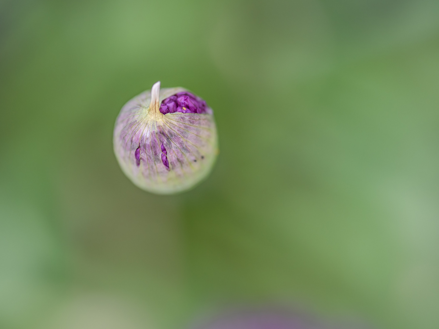 spring - im wahrsten Sinne 