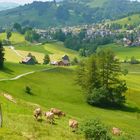 Spring in Appenzell 2