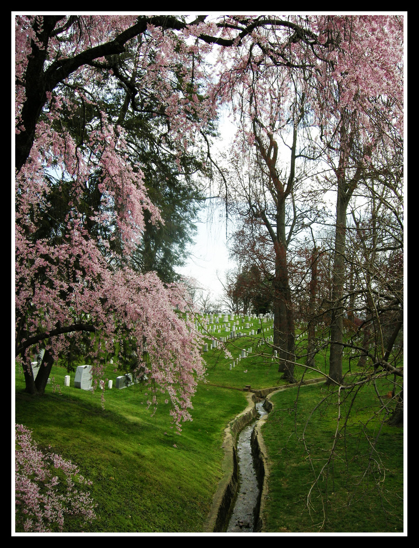 Spring in Arlington