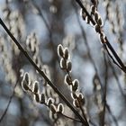 spring in berlin