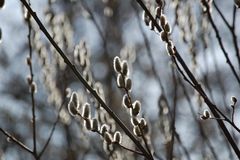 spring in berlin