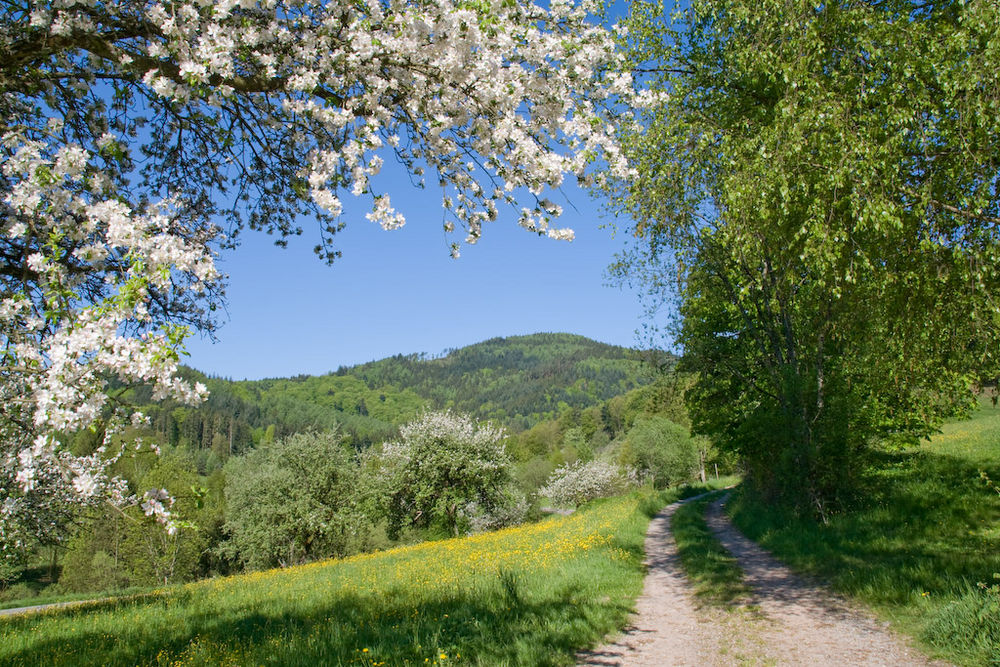 Spring in Blackforest