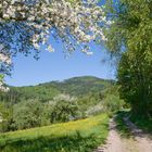 Spring in Blackforest