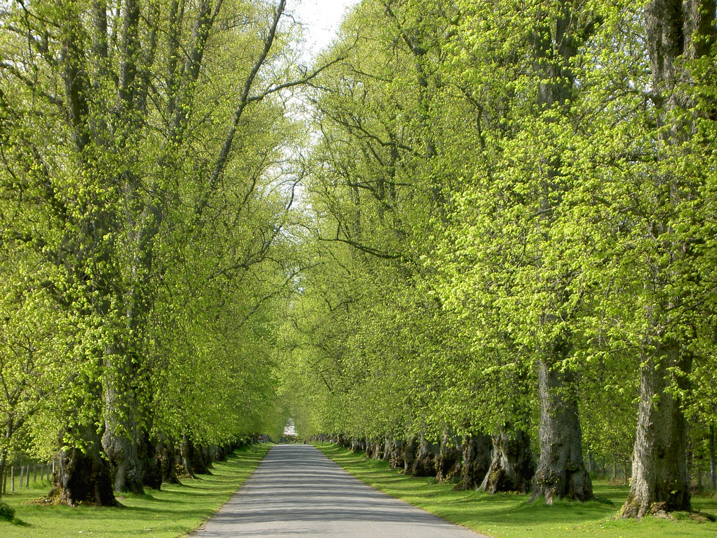 Spring in Blair Atholl