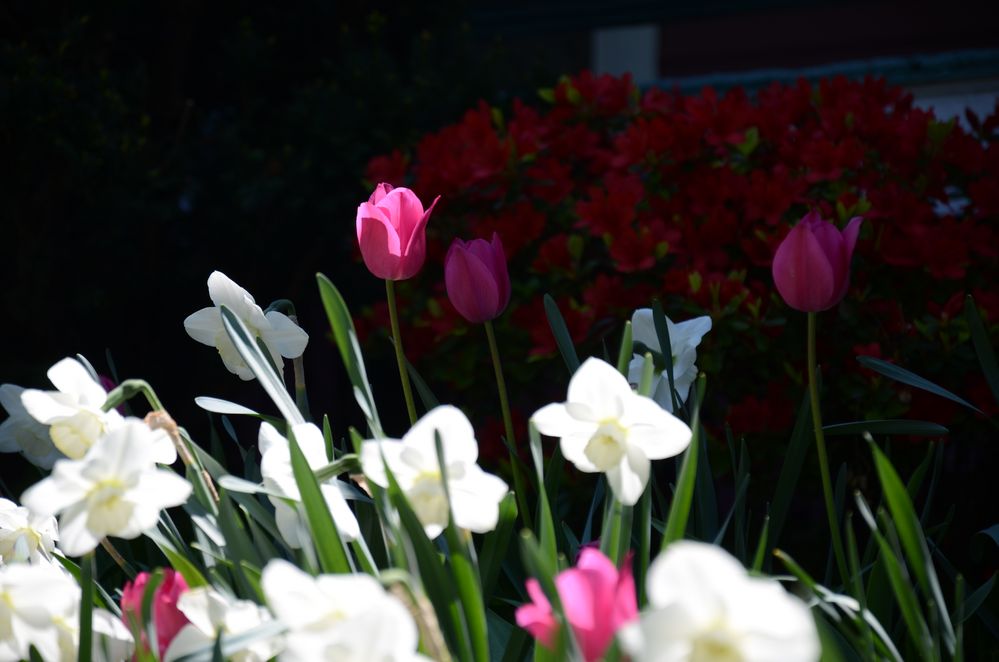 Spring in Brookline