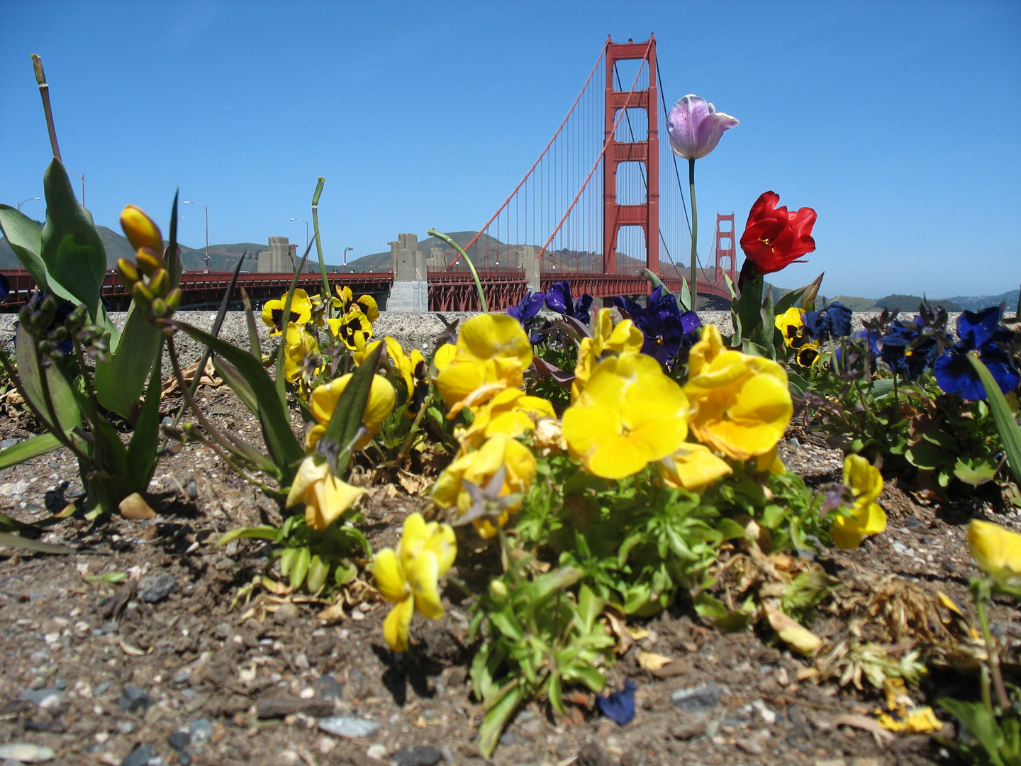 Spring in California