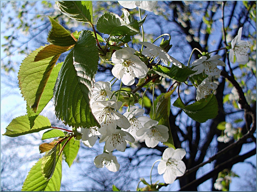 Spring in city park