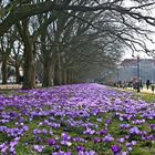 Spring in city park