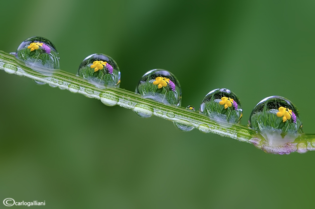 Spring in drops