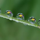 Spring in drops