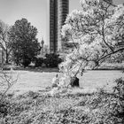 Spring in Düsseldorf