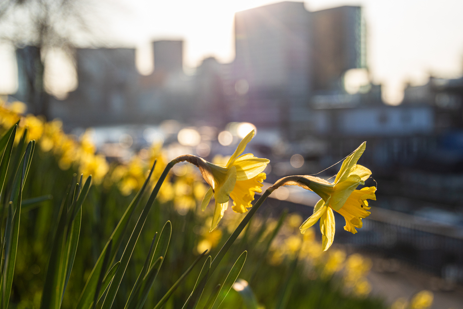 Spring in Düsseldorf