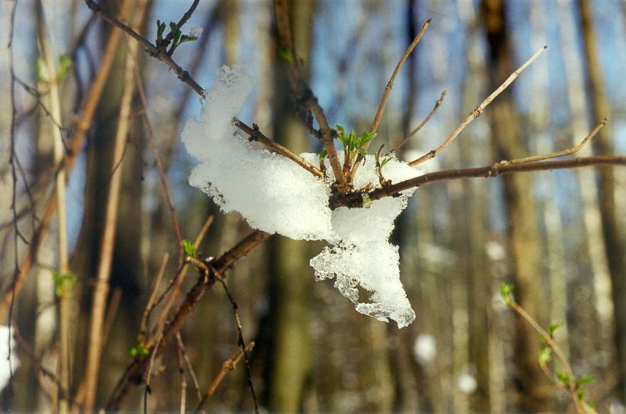 Spring in forest