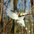 Spring in forest