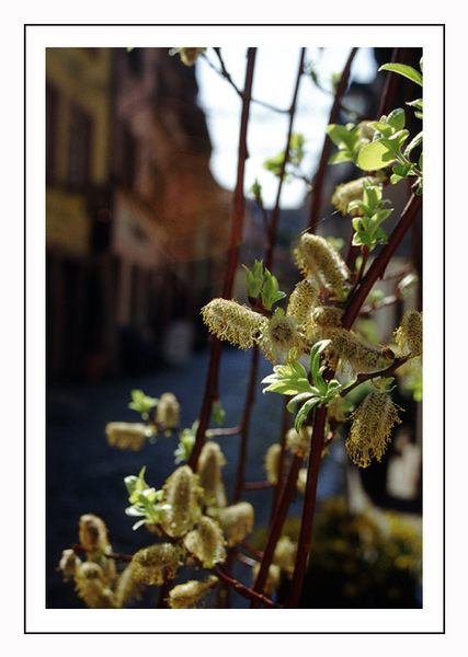 Spring in Freiburg