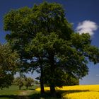 Spring In Germany