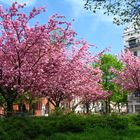 Spring in Hamburg