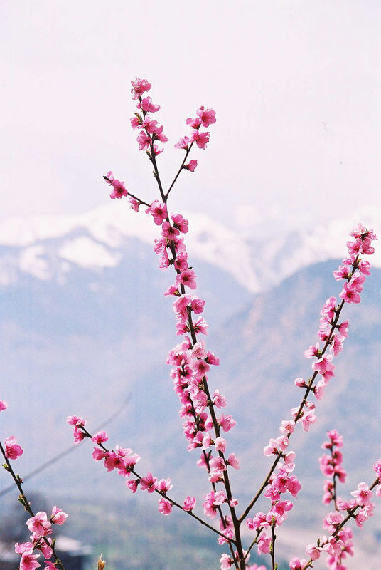 Spring in Himalayas