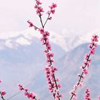 Spring in Himalayas