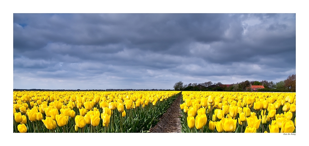 Spring in Holland