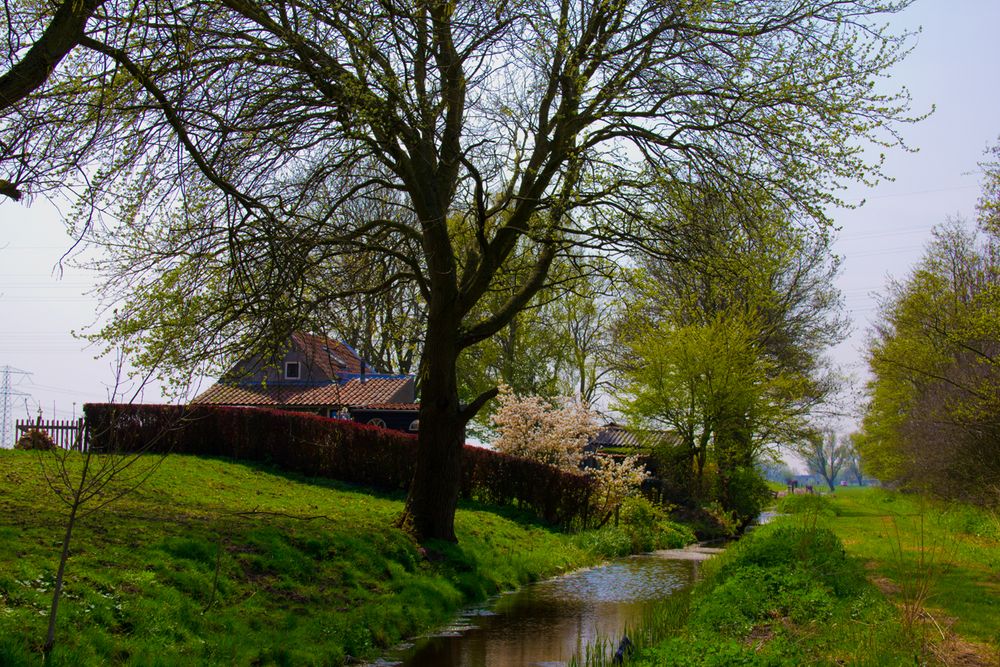 spring in Holland