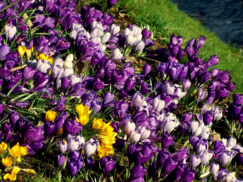 spring in Inverness (Scotland)