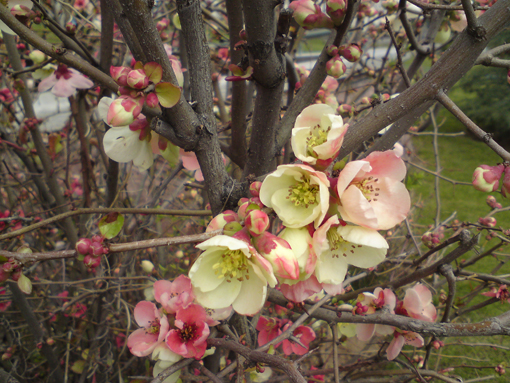 spring in iran