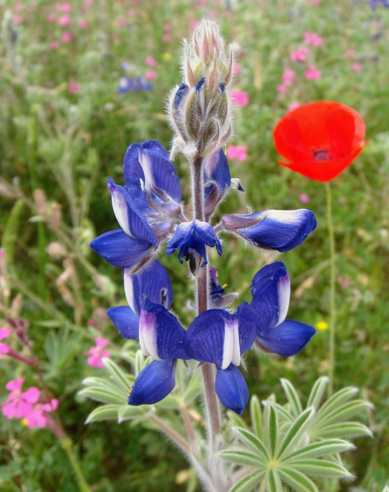 Spring in Israel