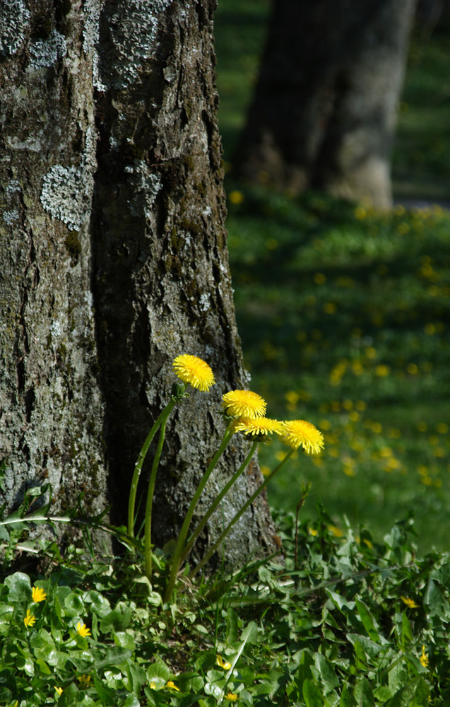 Spring in Kristiansund