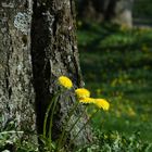 Spring in Kristiansund