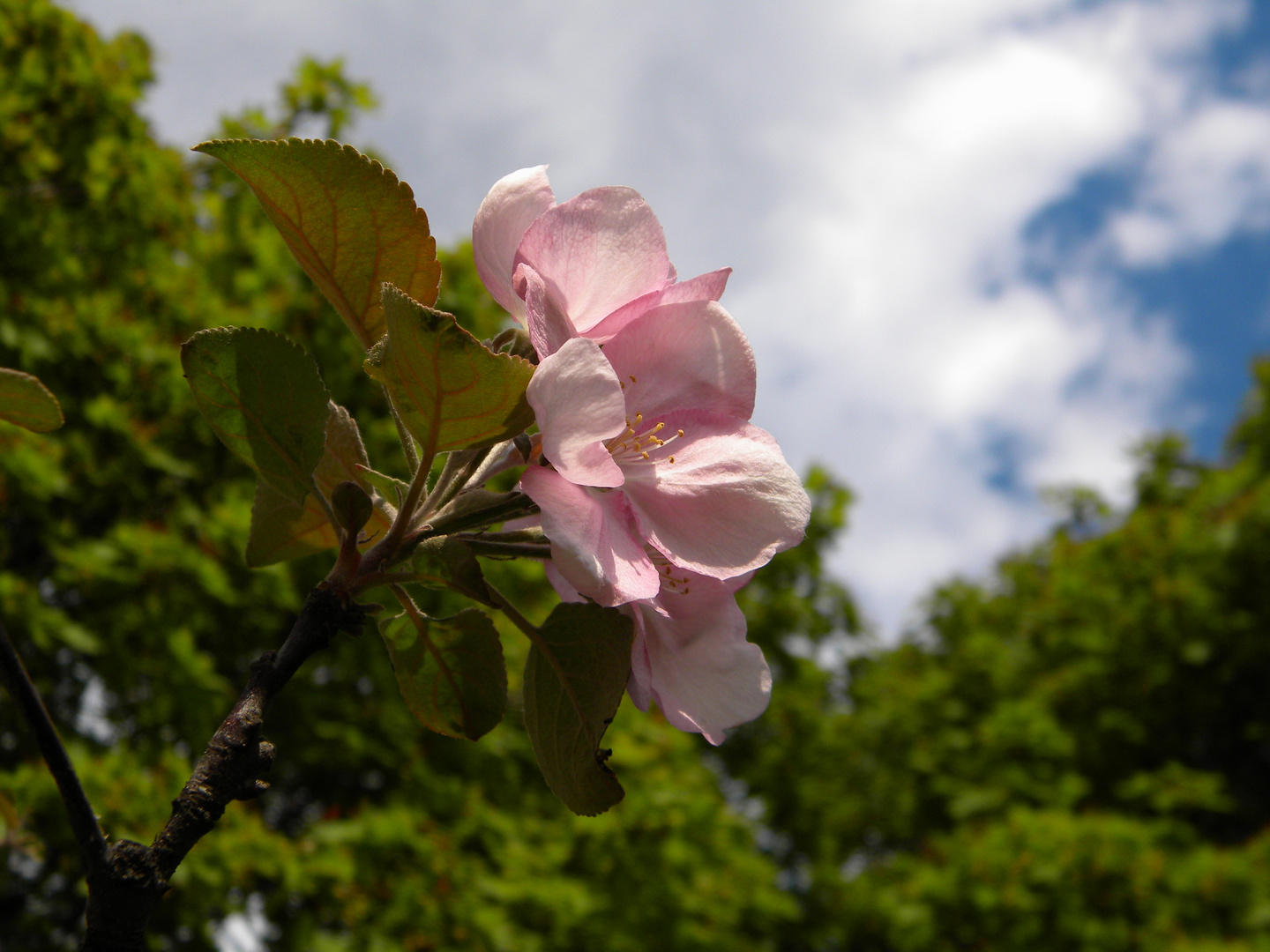 Spring in my city...Pink apple-tree