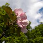 Spring in my city...Pink apple-tree