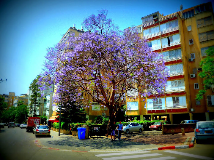 SPRING IN NETANYA-ISRAEL