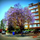 SPRING IN NETANYA-ISRAEL