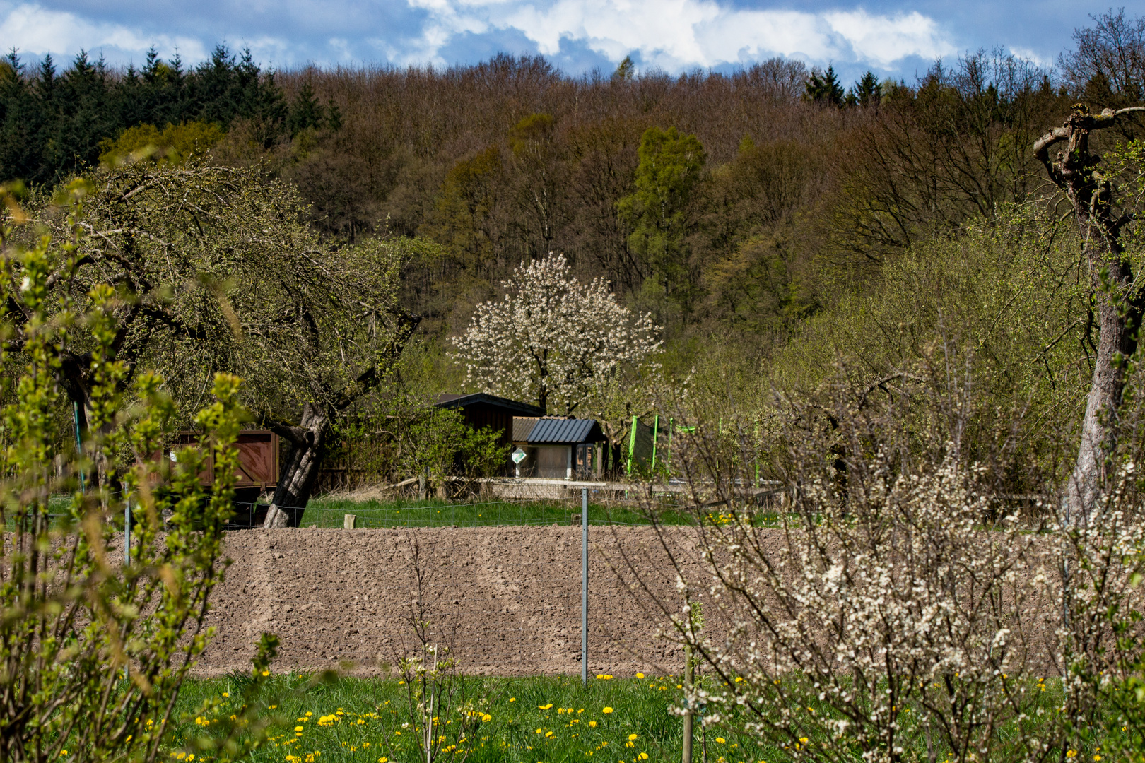 Spring in Neuenkirchen / Zarrentin am Schalsee I