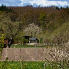 Spring in Neuenkirchen / Zarrentin am Schalsee I