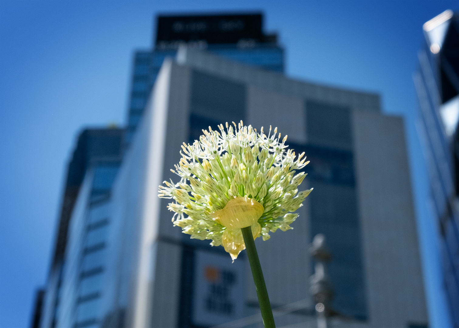 Spring in NYC