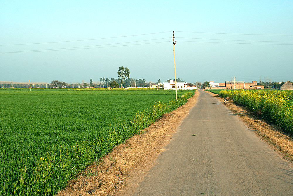 Spring in Punjab photo image landscape fields Spring in Punjab photo image landscape fields