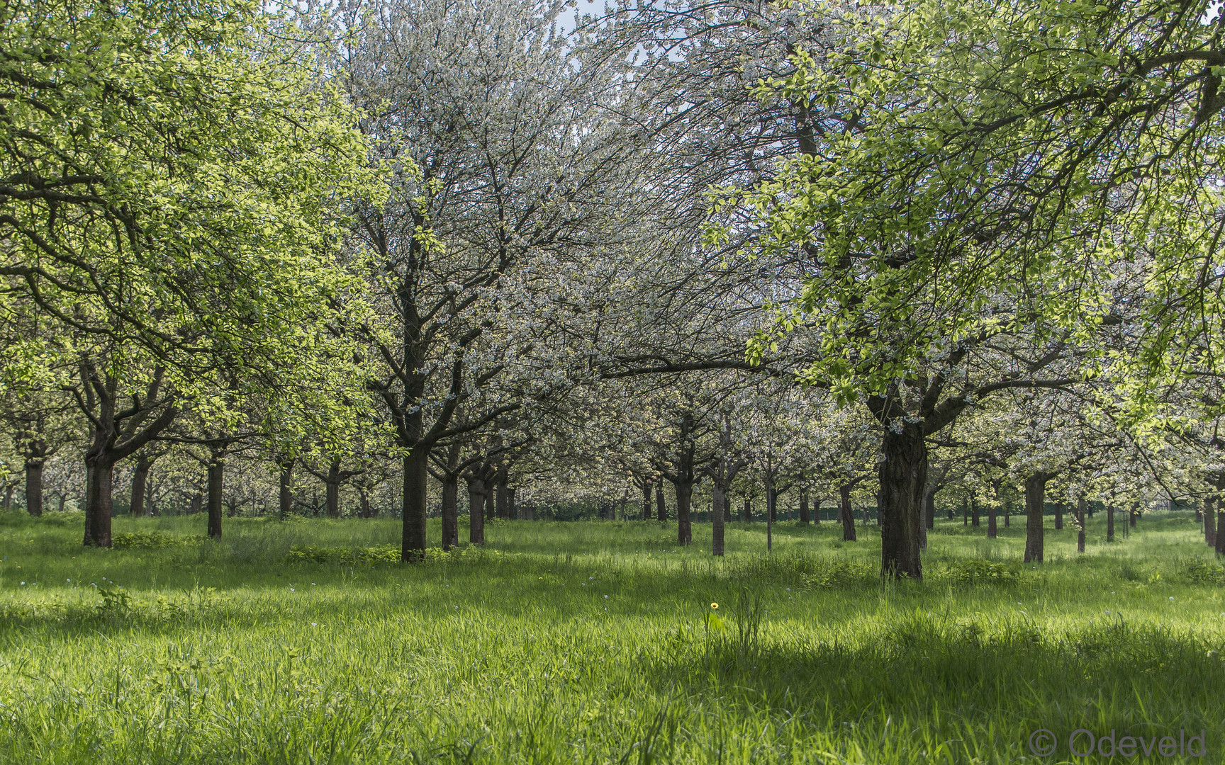 Spring in Rullingen.