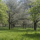 Spring in Rullingen.